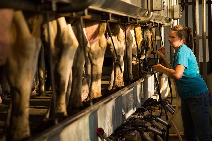 A Northwest student practices milking dairy cows at the University's R.T. 赖特农场. (图片来源:Todd Weddle/<a href='http://blount.as.ycdwkj666.com'>和记棋牌娱乐</a>)